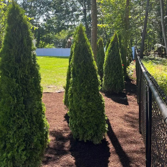 Arborvitae-Splendor