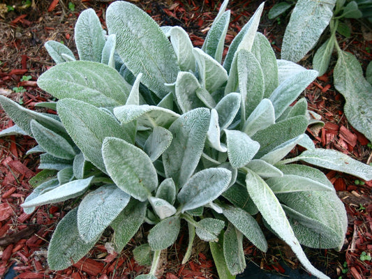 Stachy's Lamb Ear