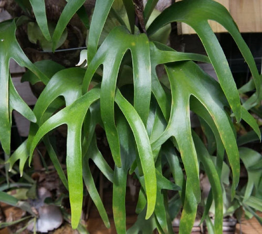 Fern Staghorn