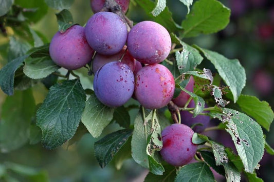 Stanley Plum