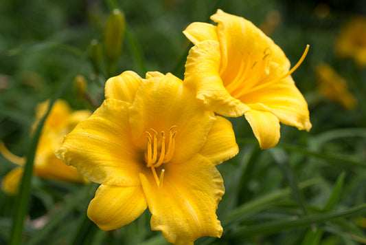 Daylily Stella de Oro