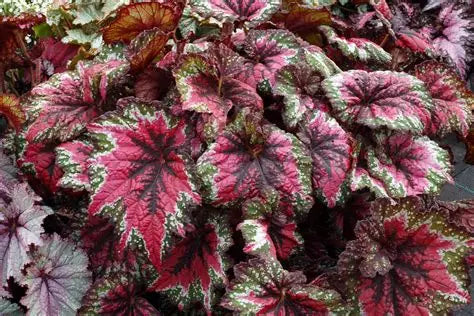 Begonia Rex St. Nick