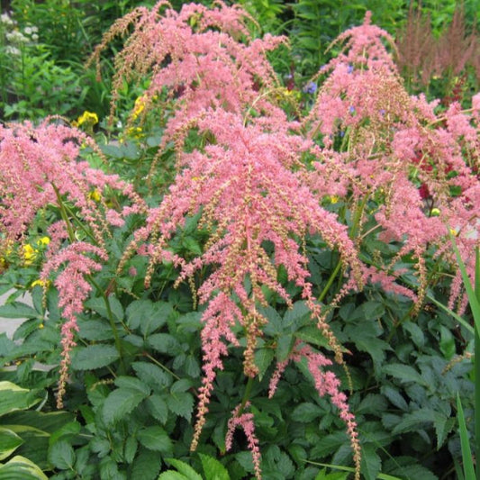 Astilbe-Staussenfeder