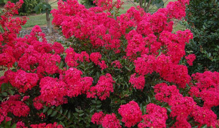 Crape Myrtle Strawberry Dazzle