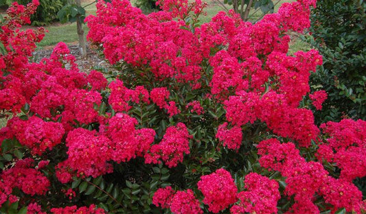 Crape Myrtle Strawberry Dazzle