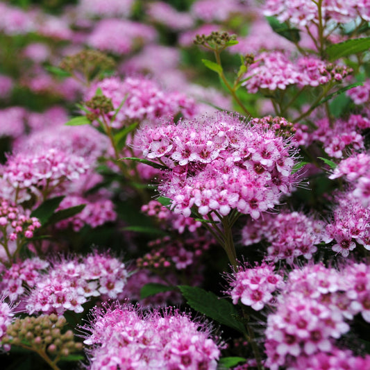 Spirea Strawberry Frosted