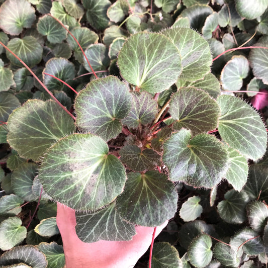 Geranium Strawberry