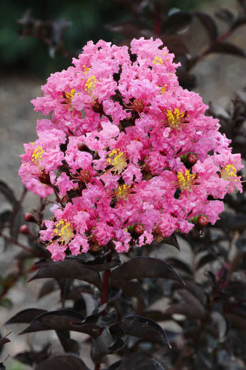 Crape Myrtle Strawberry Pink