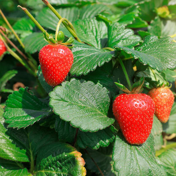 Strawberry Everbearing