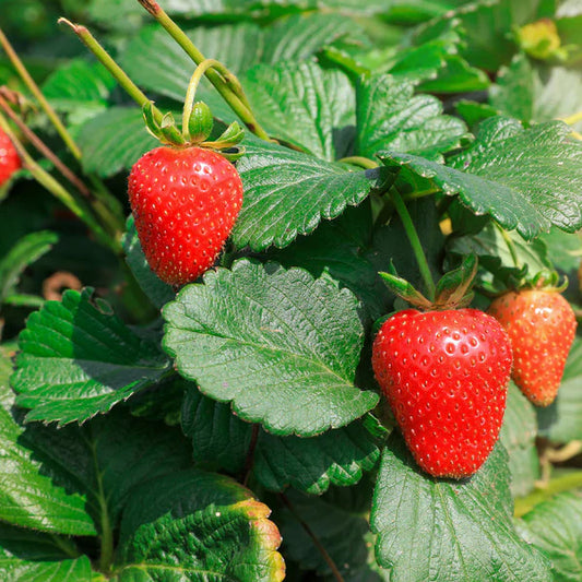 Strawberry Everbearing