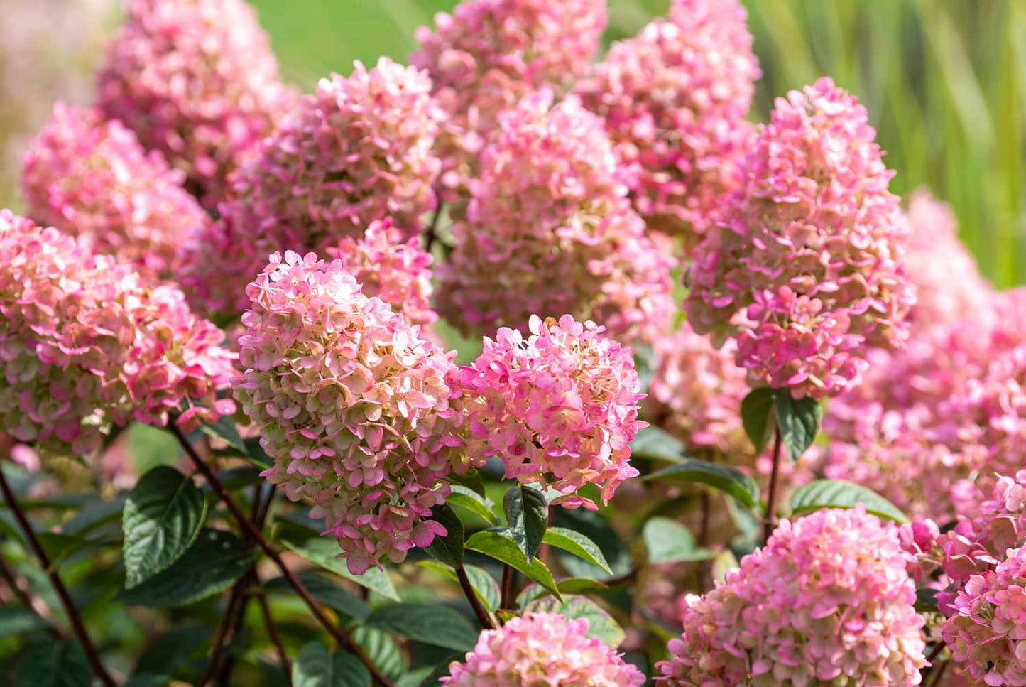 Hydrangea-Strawberry Sundae