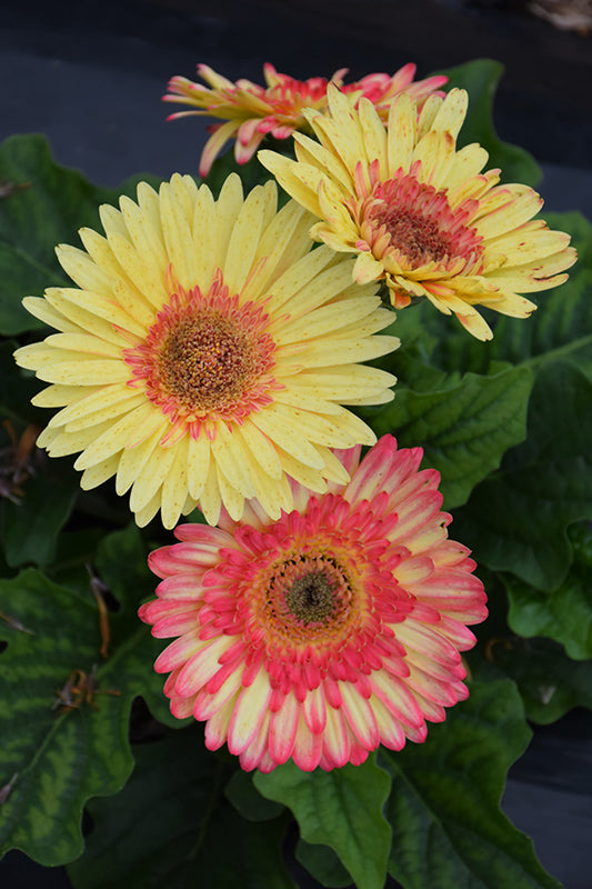 Gerbera Daisy Strawberry