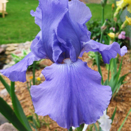 Iris Sugar Blues