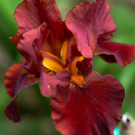 Iris Sultan's Place