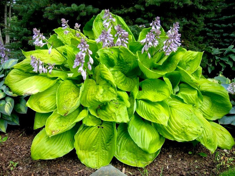 Hosta Sum & Substance