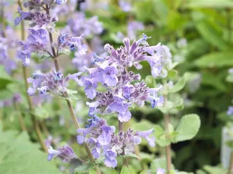 Nepeta Summer Magic