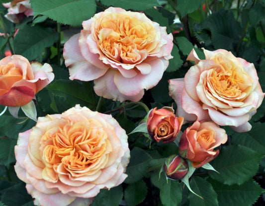 Arborose Sunbelt Crazy Love