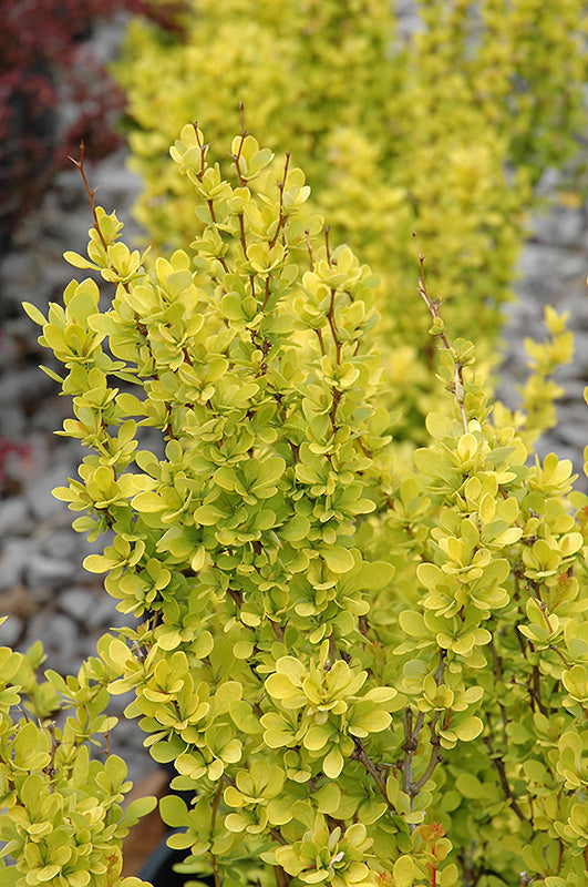 Barberry Sunjoy Gold Pillar