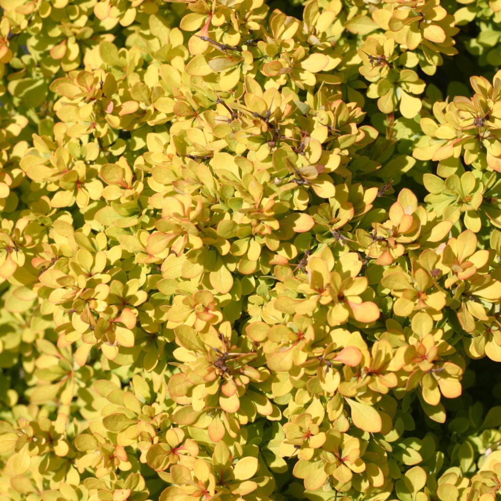 Barberry Sunjoy Neo