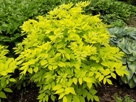 Aralia Cordata Sun King