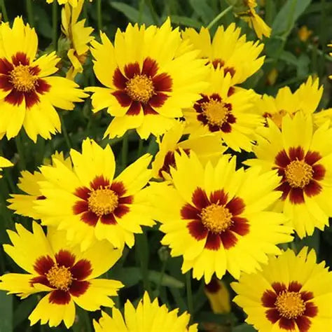 Coreopsis-Sunkiss