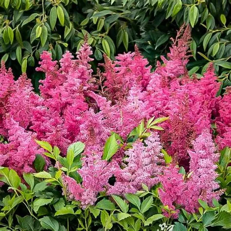 Astilbe-Sunny Day