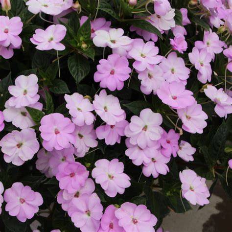 Sunpatiens Orchid