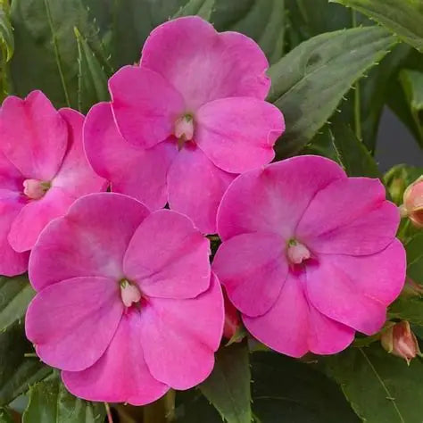 Sunpatiens Hot Pink