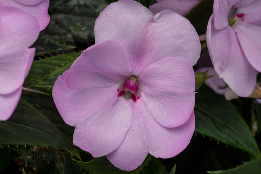 Sunpatiens Lavender