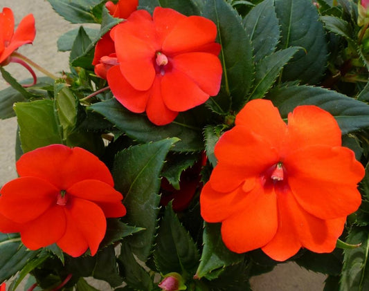 Sunpatiens Orange