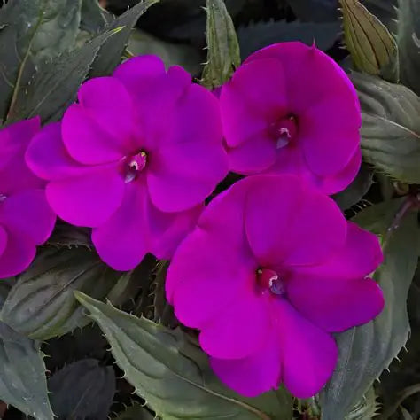 Sunpatiens Purple