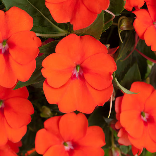 Sunpatiens Vigorous Orange