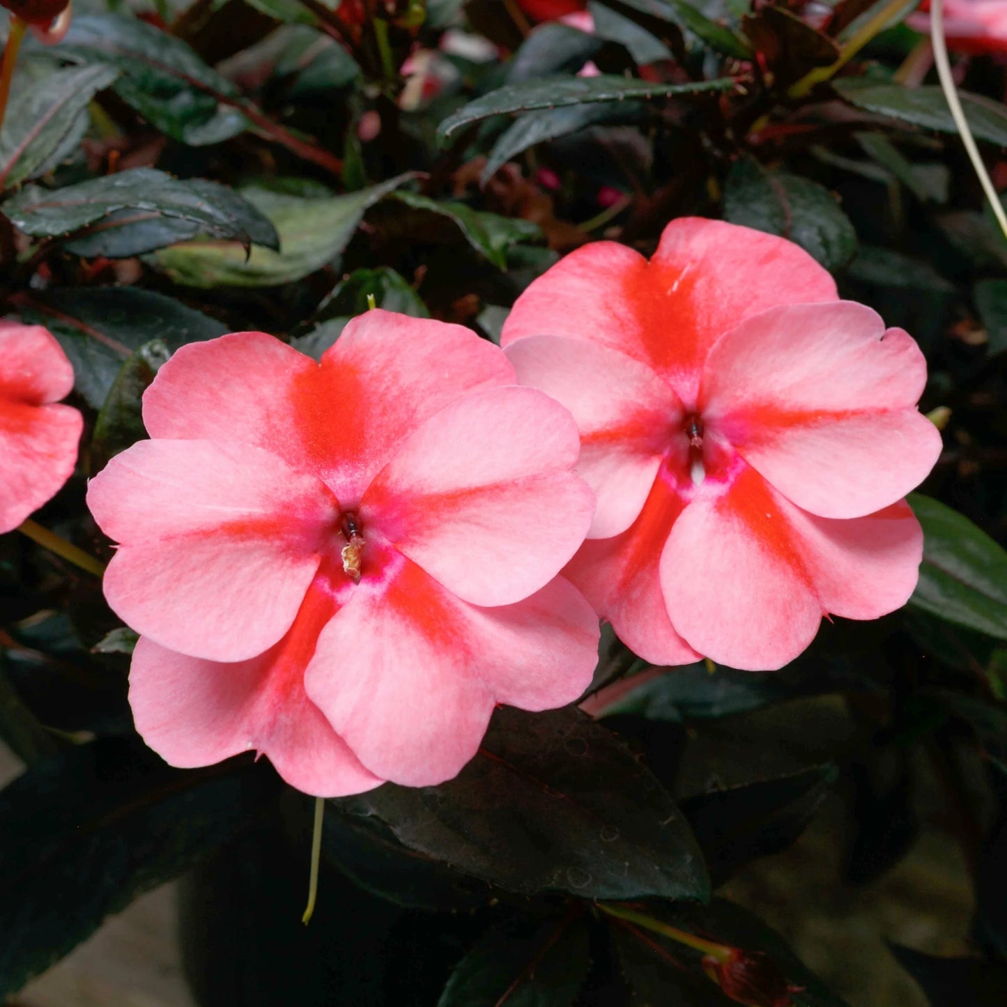 Sunpatiens Vigorous Peach