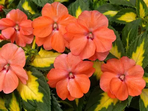Sunpatiens Vigorous Salmon