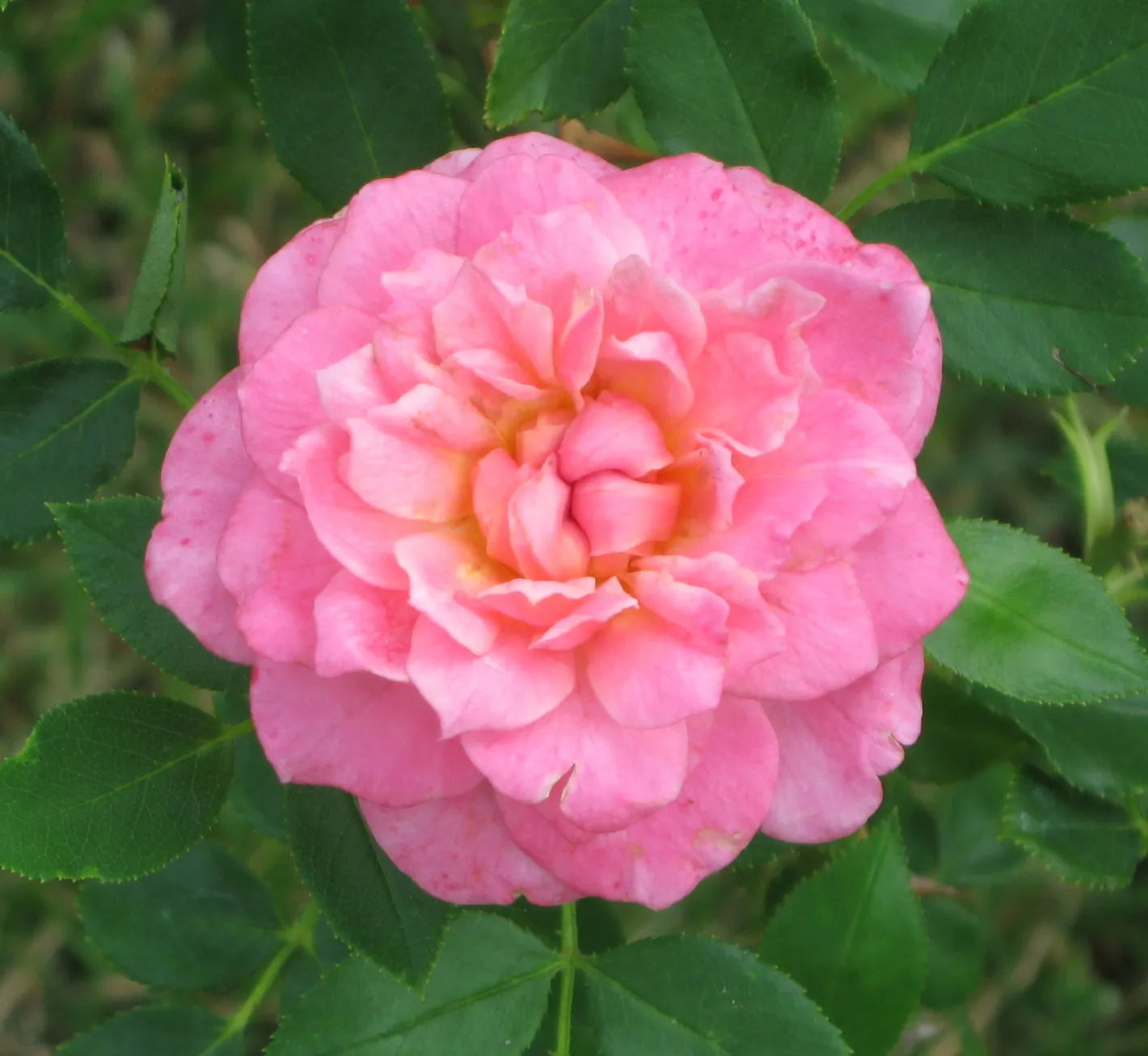 Sunrose Fragrant Pink