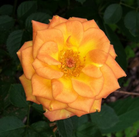 Sunrose Fragrant Orange