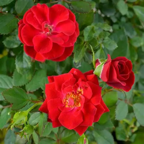 Sunrose Fragrant Red