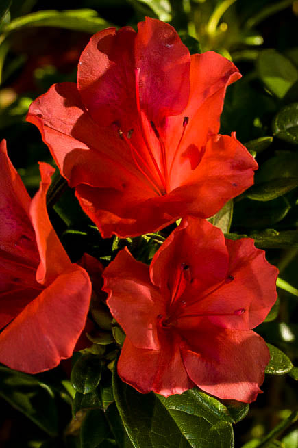 Azalea Autumn Sunset