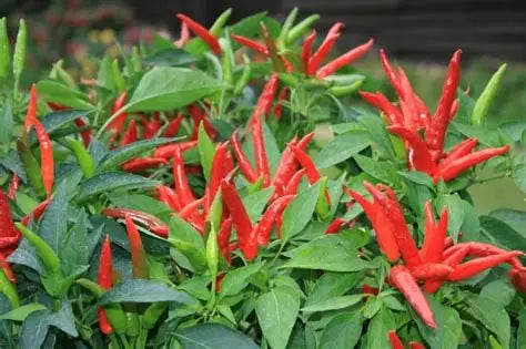 Super Chile Hot Pepper