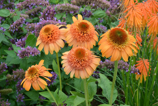 Echinacea-Supreme Cantaloupe