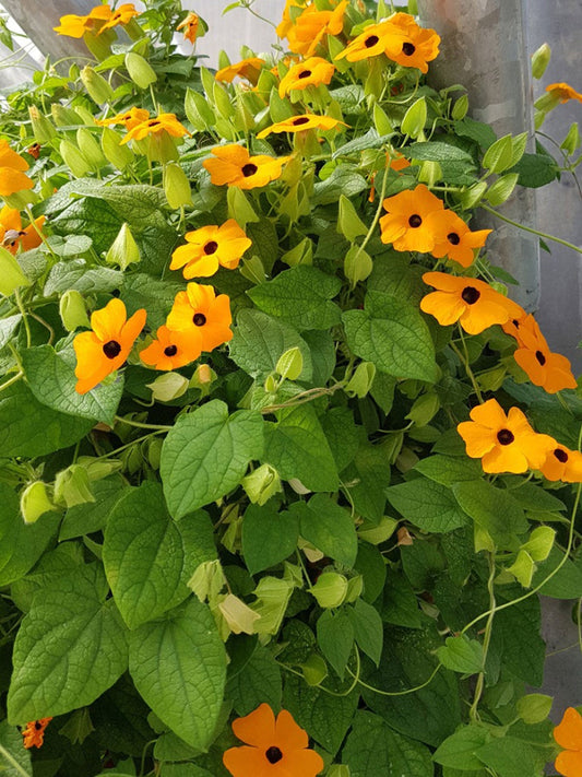 Black Eye Susan VIne