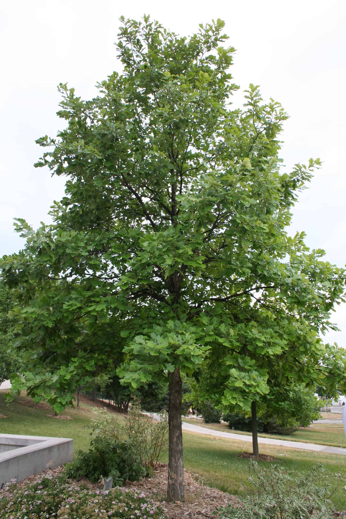 Swamp Oak