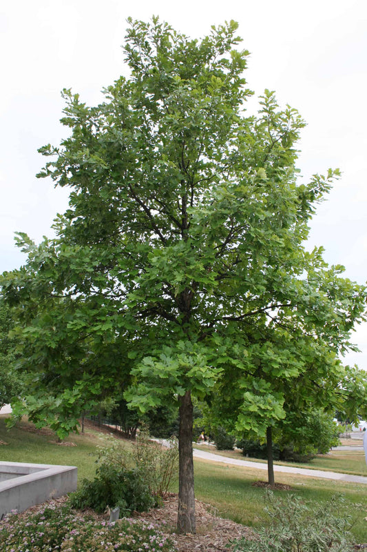 Swamp Oak