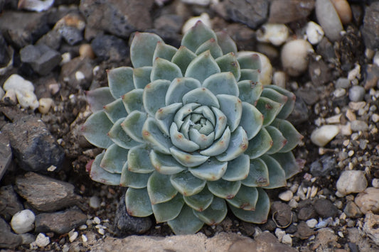Echeveria Swedish Succulent