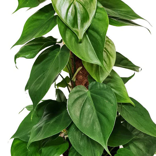 Philodendron Sweetheart Vine