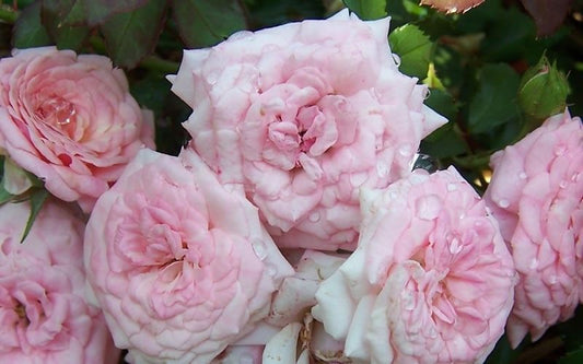 Rose Drift Dwarf Sweet Pink