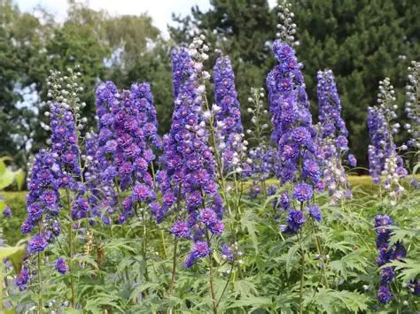 Delphinium-Sweet Sensation