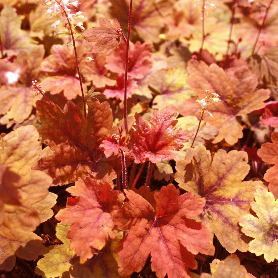 Heuchera-Sweet Tea