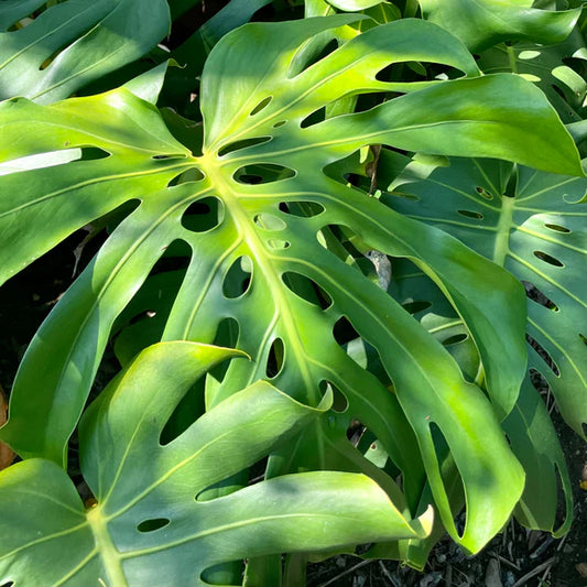 Monstera