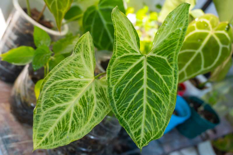 Syngonium Arrow Vine